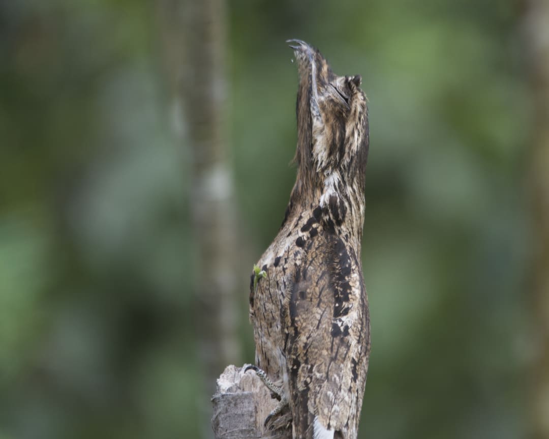 A common potoo looks like the top if a dead branch