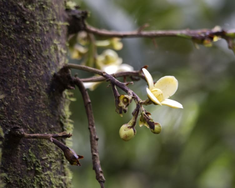 Sisa means flower in Kichwa a four petaled, creamy yellow flower at the end of a stubby branch