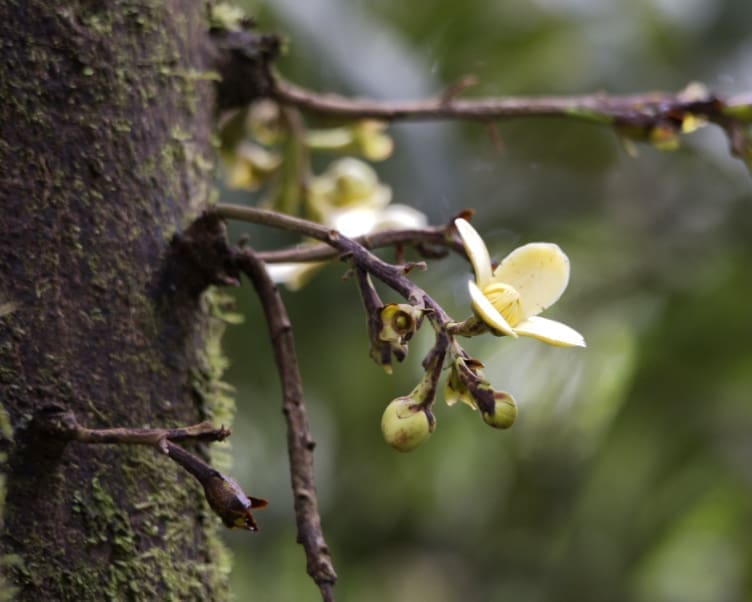 a four petaled, creamy yellow flower at the end of a stubby branch