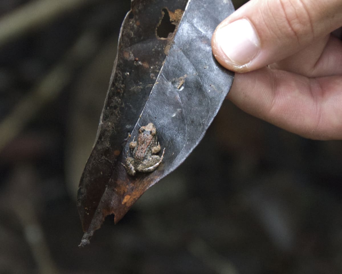 A tiny frog rests on the edge of a huge leaf held by a human hand