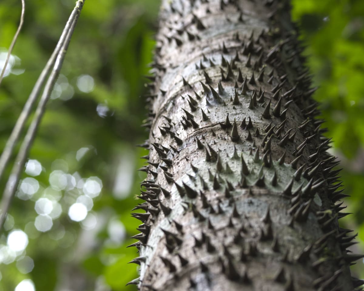 A tree trunk covered in sharp thorns