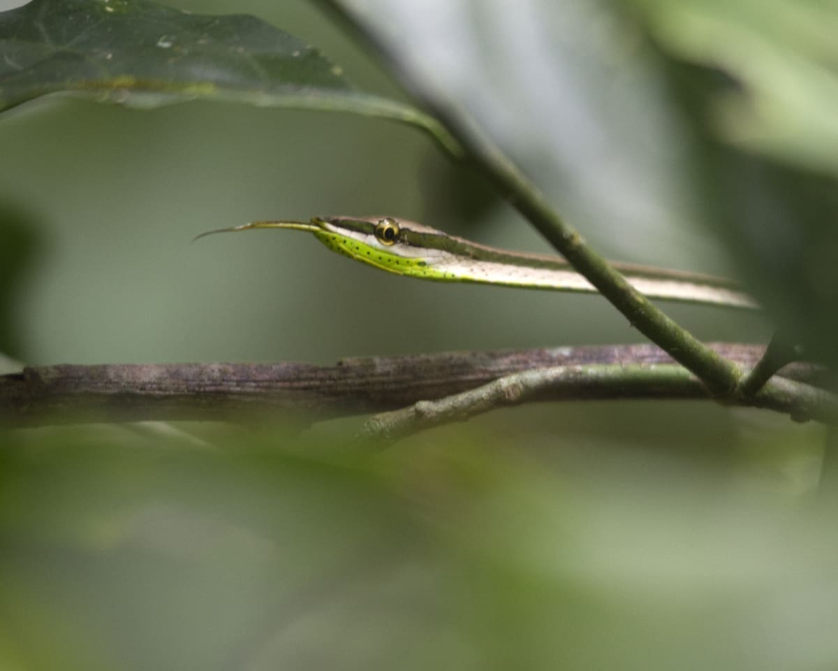 A vine snake sticks out its forked tongue