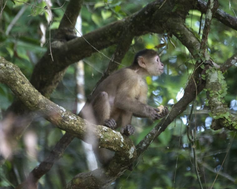 Monkey sits in tree