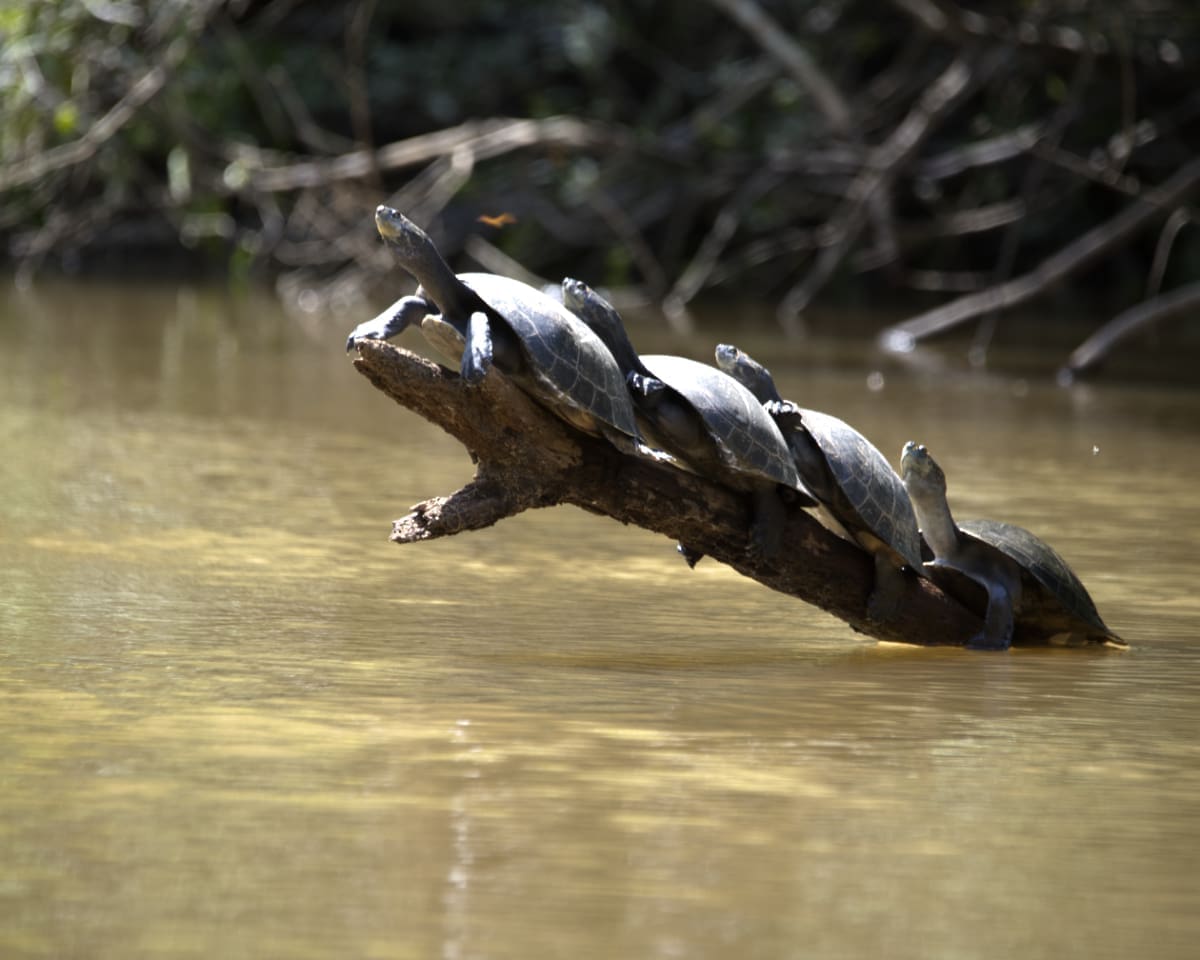 four turtles lined up a long sticking up out of the brackish looking water