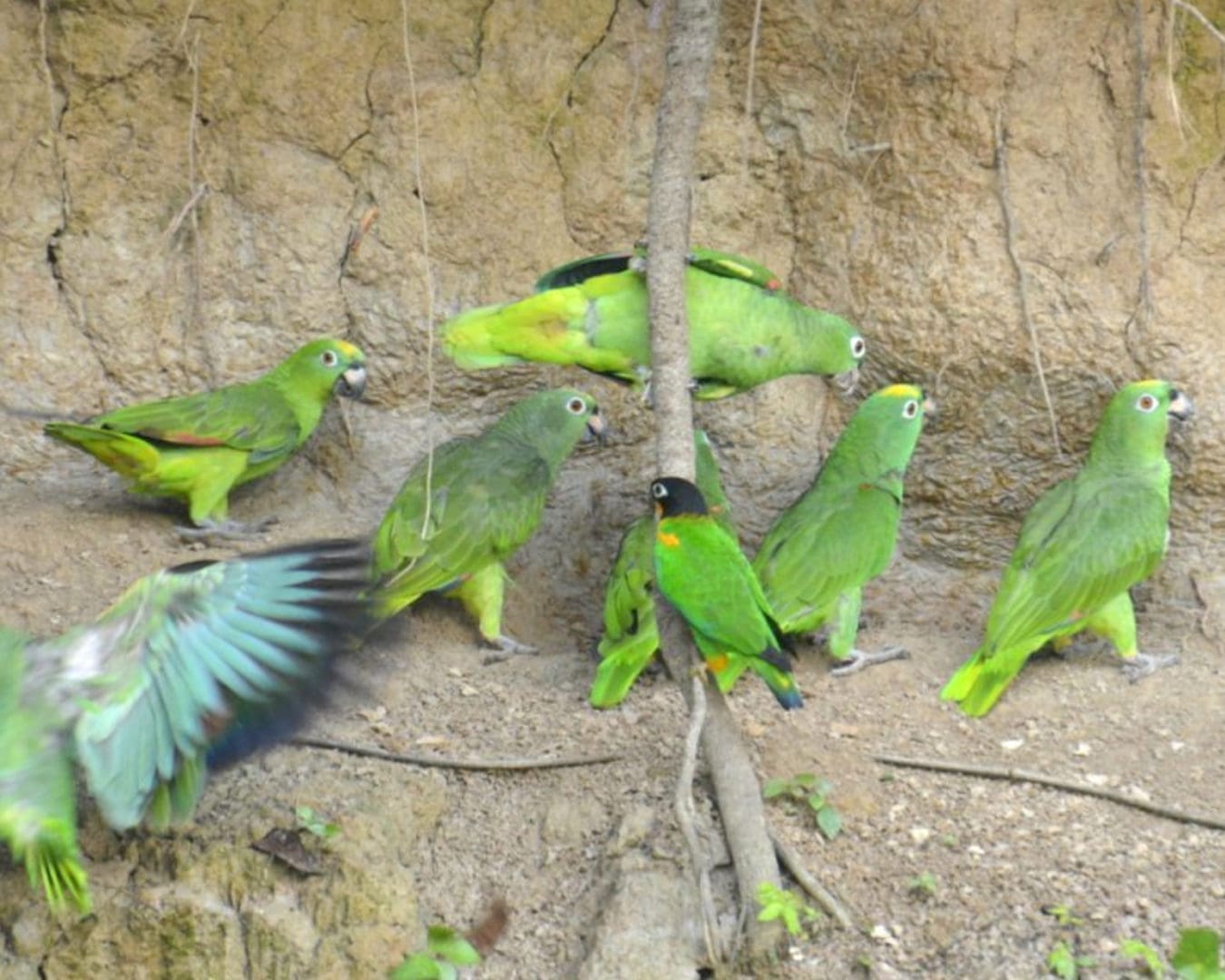 Green parrots pecking at soil in a clay lick