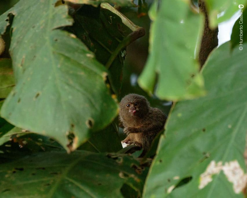 A diminutive Pygmy Monkey makes eye contact with the camera | ©Humberto Castillo