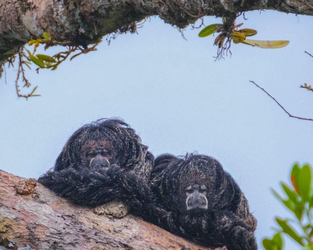 Two dark monkeys with matted, wooly black fur crouch on a tree limb looking straight at the camera