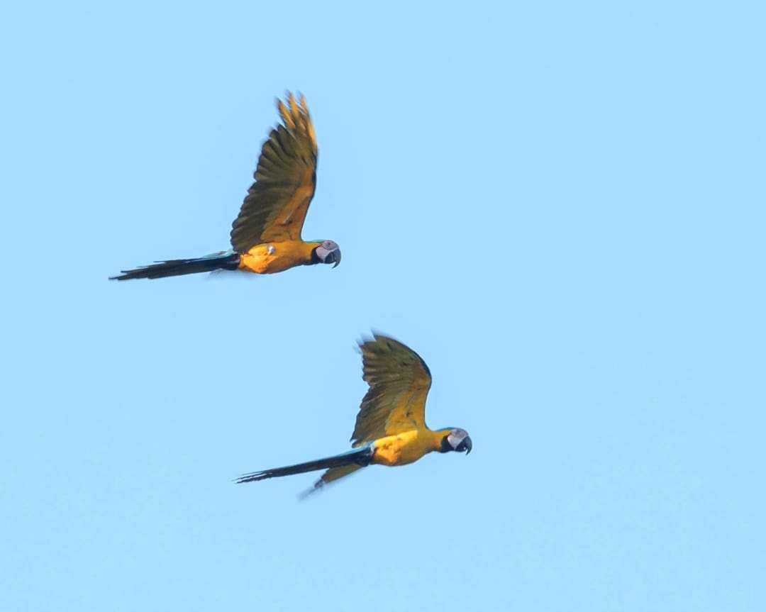 Blue and Gold Macaws Two blue and gold macaws take flight in a bright blue sky