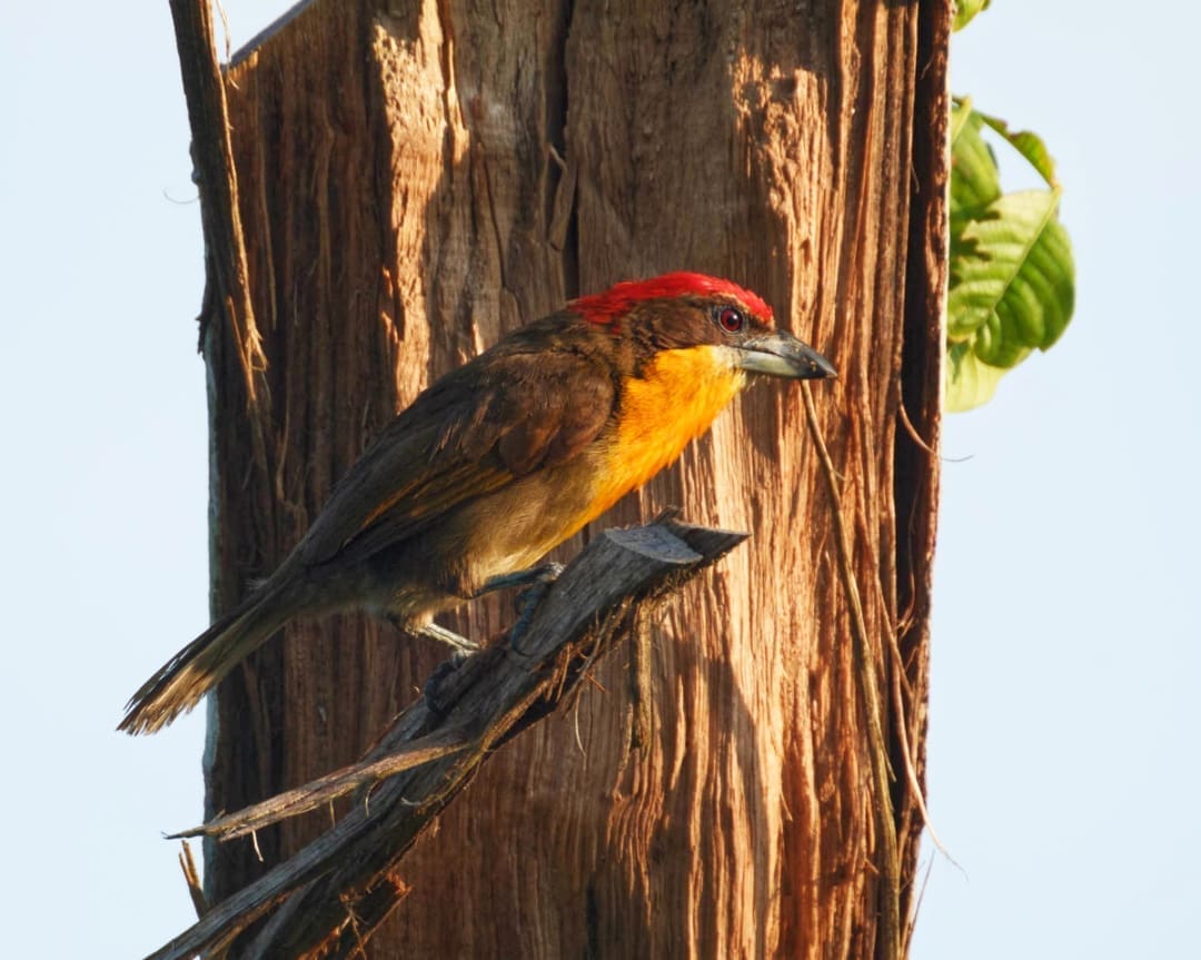A bird with a bright scarlet crown, orange-yellow chest, and dark brown wings perches on a branch