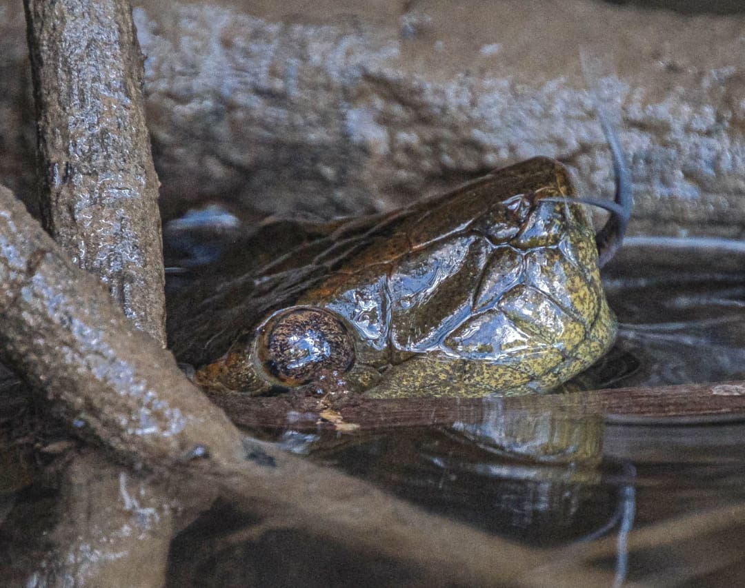 The snout and eye of a water snake sits just above the river tucked next to a log and branches