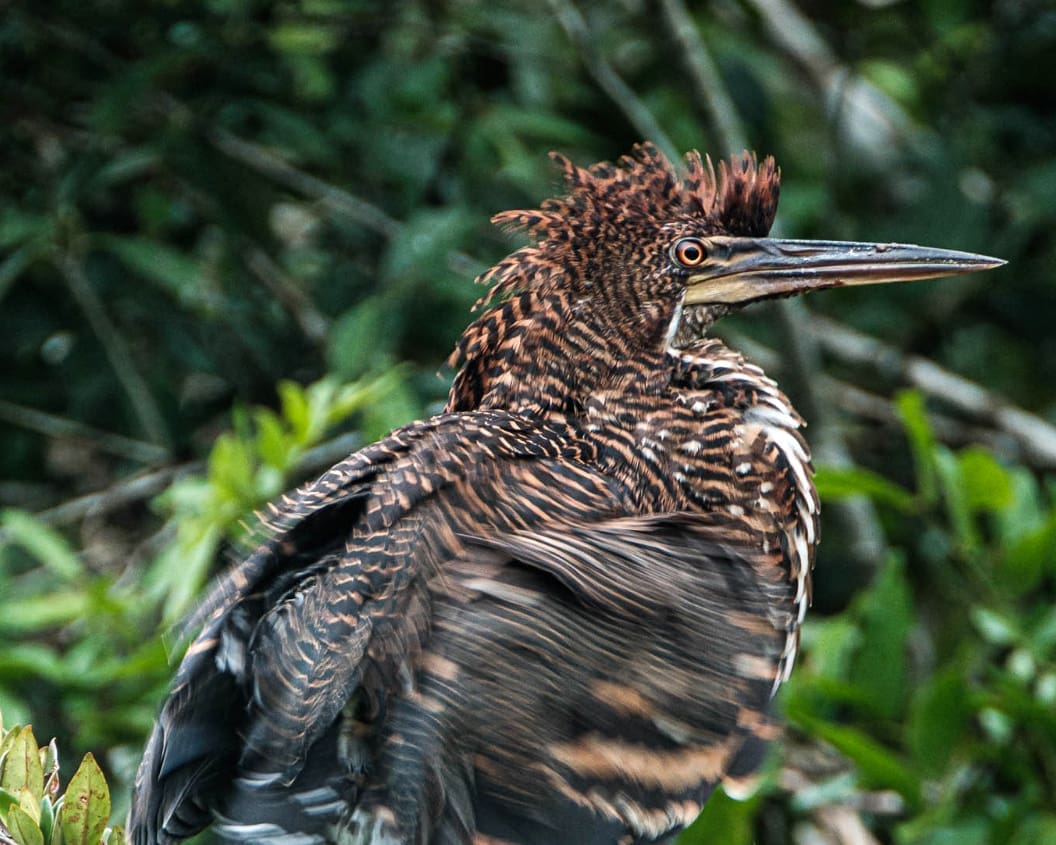 A stunning bird with russet, white, and black striped markings and the very long, pointed beak of a heron ruffles its feathers