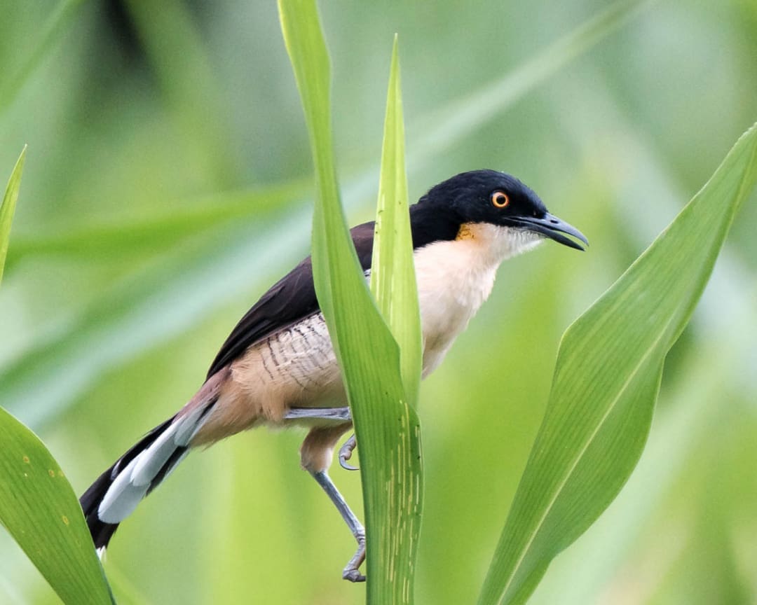 A striking bird with a black wing, black head, buff body and bright yellow eye ring grasps a stalk of wide grass