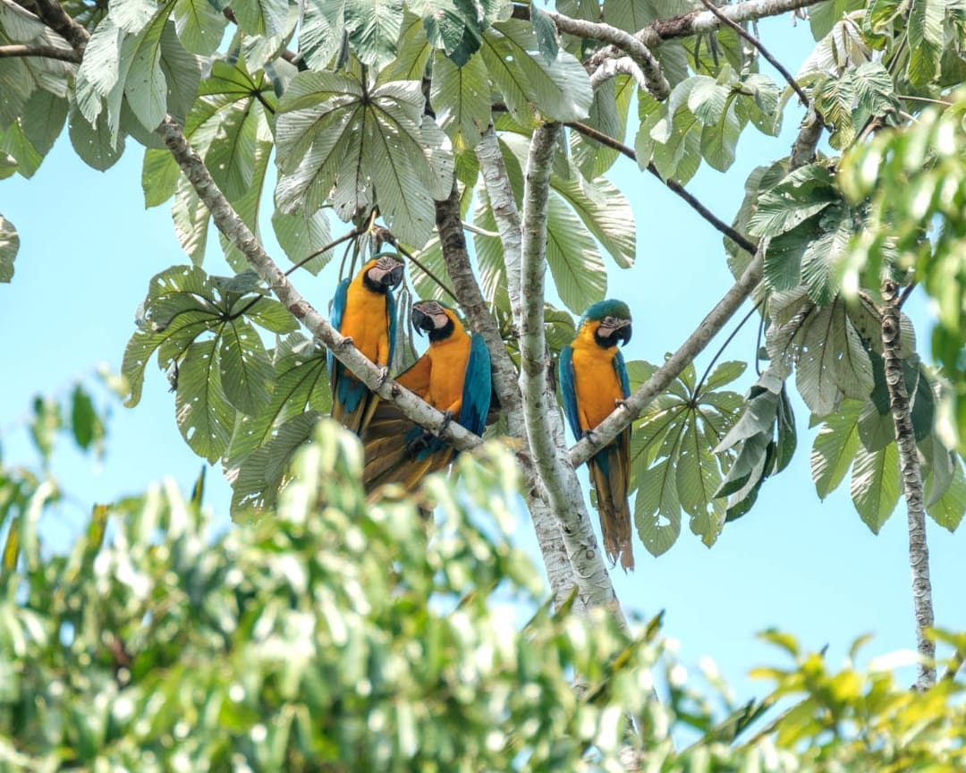 Blue and Gold Macaws perch in a tree