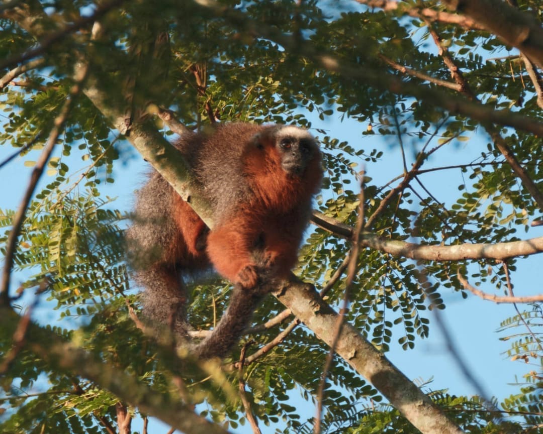 A russet red moneky with white brow grasps a branch overhead